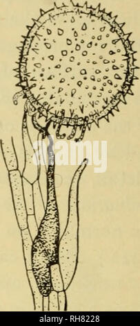 . Botanik der lebenden Pflanze. Botanik; Pflanzen. J^ ± .. Die Abb. 64. 222. A=Pollen - Körner von Mais Cockle (agrostemma) zeigt zahlreiche mögliche Punkte der Ursprung für Pollen - Rohre, aber nur ein Rohr, das auf einmal eine papillar Zelle der Stigmatisierung eindringt. B = einen ähnlichen Zustand in Mallow [Malva), aber hier zahlreiche kleine Röhrchen für Attachment gebildet werden. (Nach Strasburger.) (x 120). Der Stil und die Schande, die der gleichen Art, die mit dem Pollen - Körner eingeführt werden, die Rohre Kurve in Richtung, und vor allem gegenüber den. Bitte beachten Sie, dass diese Bilder extrahiert werden aus der gescannten Seite Bilder, gewesen sein kann Stockfoto