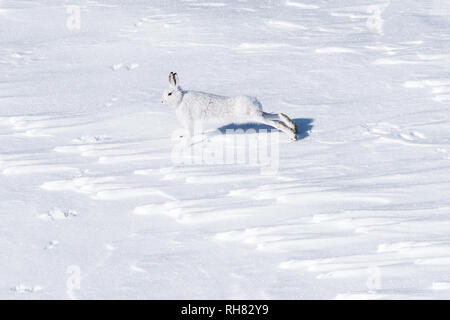 Berg Hase Lepus timidus - Stretching - im Cairngorms Nationalpark, Schottland, Großbritannien Stockfoto