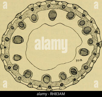 . Botanik der lebenden Pflanze. Botanik; Pflanzen. Der mechanische Aufbau der Anlage - KÖRPER 185 ähnliche Prinzipien auch für die Stämme der Monocotyledons; aber der Umstand, dass die geschlossene Gefäßsträngen sind in der Regel verteilt über den Querschnitt neigt dazu, ihre Regelung der Konstruktion zu erschweren (s. 51). Auf der anderen Seite das Fehlen von Kambiale Verdickung macht ihre Anerkennung in den reifen Stammzellen zu erleichtern. Allgemein Die sklerotisches Gewebe begleitet jedes Gefäß-Strang, wie Bands nach dem Kurs, oder so eine Hülle umschließt (Abb. 113). Eine solche Anordnung ist in sich vergleichbare Stockfoto