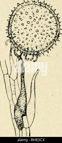 . Botanik der lebenden Pflanze. Botanik. ^VvV,". Abb. 212. ^^Pollen - Körner von Mais Cockle (agrostemma) zeigt zahlreiche mögliche Punkte der Ursprung für Pollen - Rohre, aber nur ein Rohr, das auf einmal eine papillar Zelle der Stigmatisierung eindringt. B = einen ähnlichen Zustand in Malve (Malva), aber hier zahlreiche kleine Röhrchen für Attachment gebildet werden. (Nach Strasburger.) (x120) mit der feuchten Zelle - Wände, zeigt, dass Sie auch Positiv hydro-tropic (s. 128). Diese drei Faktoren sind bei der Entscheidung. Bitte beachten Sie, dass diese Bilder aus gescannten Seite Bilder, Ziffer wurden extrahiert werden Stockfoto