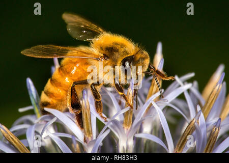 Honig Biene sammelt Nektar von Echinops ritro Blumen Stockfoto