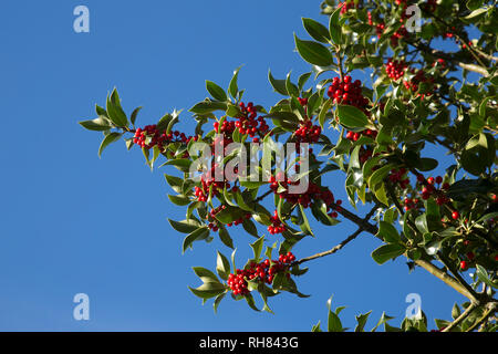 EIN STECHPALME MIT ROTEN BEEREN VOR EINEM HELLBLAUEN HIMMEL AN EINEM SONNIGEN WINTERTAG Stockfoto