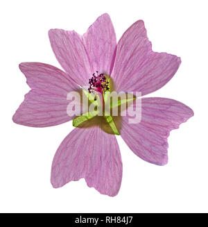 Geranium oder Cranesbill ausschneiden, Hinterleuchtet Blütenblatt Struktur mit weißem Hintergrund zu zeigen. Stockfoto