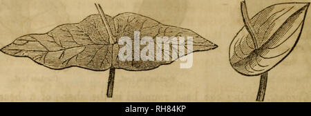 . Botanik der südlichen Staaten. In zwei Teile. Teil I. STRUKTURELLE und physiologische Botanik und pflanzliche Produkte. Teil II. Beschreibungen der südlichen Pflanzen. Auf das natürliche System angeordnet. Von einem linnaeische und einem dichotomen Analyse voraus. Pflanzen. 52 Blätter. Perfoliate, wenn die Stammzellen erscheint durch das Blatt, manchmal durch entgegengesetzte verlässt United an ihrer Basis, Bild entstehen. 56. Abb. 57.. Perfoliate Blatt, durch die Vereinigung von zwei gegenüberliegenden Blätter verursacht. Perfoliate Blatt, durch die Vereinigung der Lappen des Blattes verursacht., Abb. 56; bei anderen, durch die Nocken des Blattes vereinen auf der gegenüberliegenden Sid Stockfoto