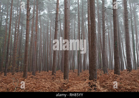 Kiefer Pinus sylvestris Süden Oakley Inclosure New Forest National Park Hampshire England Großbritannien Stockfoto