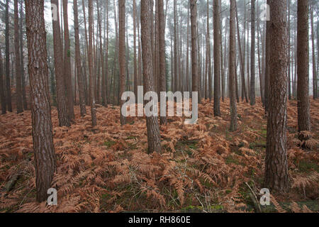 Kiefer Pinus sylvestris Süden Oakley Inclosure New Forest National Park Hampshire England Großbritannien Stockfoto