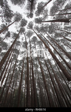 Kiefer Pinus sylvestris Süden Oakley Inclosure New Forest National Park Hampshire England Großbritannien Stockfoto