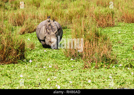 Juvenile grössere - gehörnte Rhino (Rhinoceros unicornis) im Chitwan Nationalpark, Nepal. One-horned Rhino (Rhinoceros unicornis) auch in Kazira gefunden Stockfoto