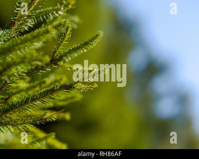 Grüne wald Hintergrund stacheligen Zweige eines Fell Baum oder Pine Tree Stockfoto