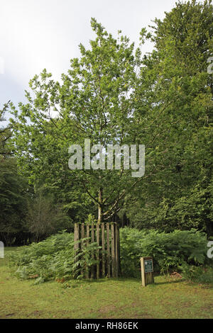 Die Queen's Eiche Knightwood Inclosure New Forest National Park Hampshire England Großbritannien Stockfoto