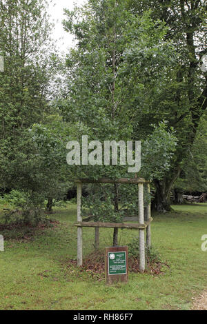 Das Millennium Eiche Knightwood Inclosure New Forest National Park Hampshire England Großbritannien Stockfoto