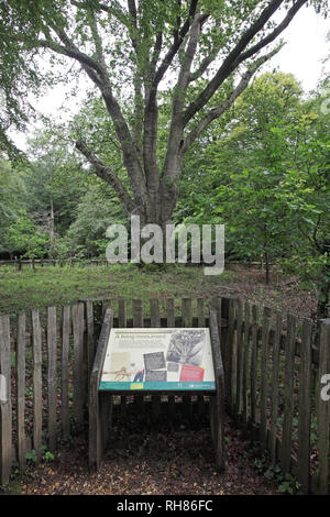 Die knightwood Eiche Knightwood Inclosure New Forest National Park Hampshire England Großbritannien Stockfoto