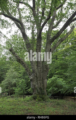 Die knightwood Eiche Knightwood Inclosure New Forest National Park Hampshire England Großbritannien Stockfoto