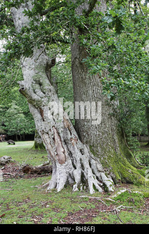 Pedunculate oak Quercus robur und Buche Fagus sylvatica zusammen wachsen Knightwood Inclosure New Forest National Park Hampshire England Großbritannien Stockfoto