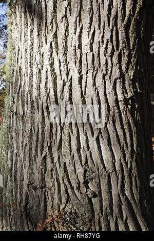 Sweet Chestnut Castanea sativa trunk Backley Inclosure New Forest National Park Hampshire England Großbritannien Stockfoto