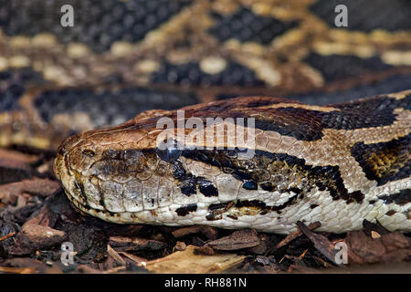 Burmesischen Python - Python aus bivittatus Stockfoto