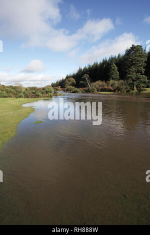 Linford Bach in der Flut Linford unten New Forest National Park Hampshire England Großbritannien Stockfoto