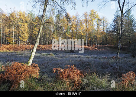 Europäische Lärche Larix decidua und Silber Birke Betula pendula von sumpfigen Boden Knightwood Inclosure New Forest National Park Hampshire England Großbritannien Stockfoto