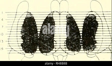 . Gehirn Mechanismen und Lernen, ein Symposium. Psychophysiologie; Lernen, Psychologie der. . Bitte beachten Sie, dass diese Bilder sind von der gescannten Seite Bilder, die digital für die Lesbarkeit verbessert haben mögen - Färbung und Aussehen dieser Abbildungen können nicht perfekt dem Original ähneln. extrahiert. Rat für internationale Organisationen der medizinischen Wissenschaften; Fessard, A. (Alfred); Delafresnaye, J. F. (Jean Francisque), 1919 -. Springfield, Illinois, Thomas Stockfoto