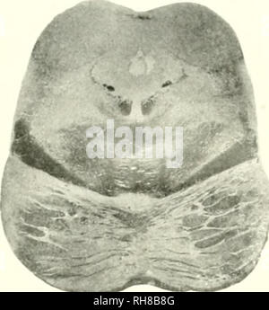 . Das Gehirn vom Affen zum Menschen; ein Beitrag zur Untersuchung der Entwicklung und der Entwicklung des menschlichen Gehirns. Gehirn; Evolution; Pongidae. . Bitte beachten Sie, dass diese Bilder sind von der gescannten Seite Bilder, die digital für die Lesbarkeit verbessert haben mögen - Färbung und Aussehen dieser Abbildungen können nicht perfekt dem Original ähneln. extrahiert. Tilney, Friedrich, 1875-1938; Riley, Henry Alsop, 1887 -. New York, S. B. Hoeber, Inc. Stockfoto