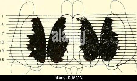 . Gehirn Mechanismen und Lernen, ein Symposium. Psychophysiologie; Lernen, Psychologie der. . Bitte beachten Sie, dass diese Bilder sind von der gescannten Seite Bilder, die digital für die Lesbarkeit verbessert haben mögen - Färbung und Aussehen dieser Abbildungen können nicht perfekt dem Original ähneln. extrahiert. Rat für internationale Organisationen der medizinischen Wissenschaften; Fessard, A. (Alfred); Delafresnaye, J. F. (Jean Francisque), 1919 -. Springfield, Illinois, Thomas Stockfoto