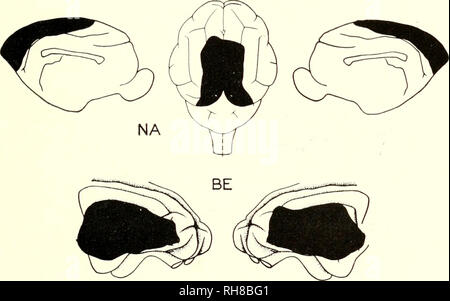 . Gehirn Mechanismen und Lernen, ein Symposium. Psychophysiologie; Lernen, Psychologie der. Abb. 6. Bitte beachten Sie, dass diese Bilder sind von der gescannten Seite Bilder, die digital für die Lesbarkeit verbessert haben mögen - Färbung und Aussehen dieser Abbildungen können nicht perfekt dem Original ähneln. extrahiert. Rat für internationale Organisationen der medizinischen Wissenschaften; Fessard, A. (Alfred); Delafresnaye, J. F. (Jean Francisque), 1919 -. Springfield, Illinois, Thomas Stockfoto