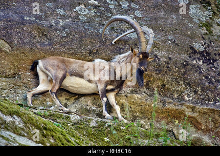 Alpensteinbock - Capra ibex Stockfoto