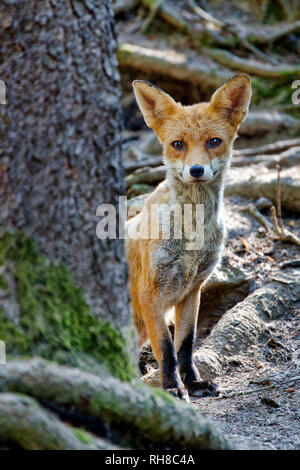 Junge Red Fox - Vulpes vulpes Stockfoto
