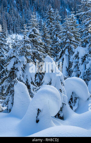 Koniferen von Schnee bedeckt, natürliche Landschaft in der Schweiz Stockfoto