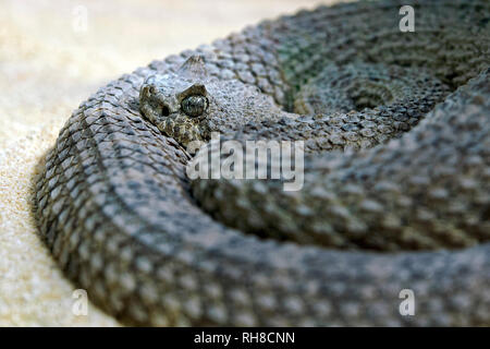 Sidewinder Klapperschlange/Gehörnten Klapperschlange - Crotalus cerastes Stockfoto