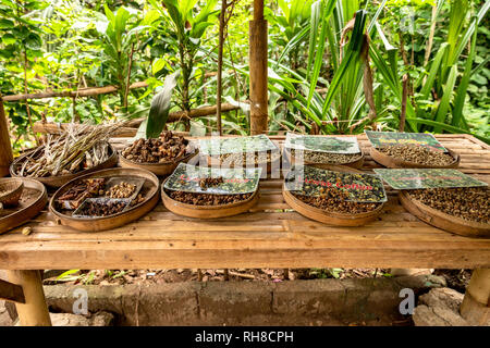 Verschiedene Kaffeebohnen auf einem Tisch, in einer Kaffeeplantage in Bali. Arabica, Robusta, Bali und Kopi Luwak Bohnen in Schalen mit Name tags auf. Stockfoto