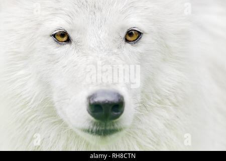 Arctic Wolf - Canis lupus Arctos Stockfoto