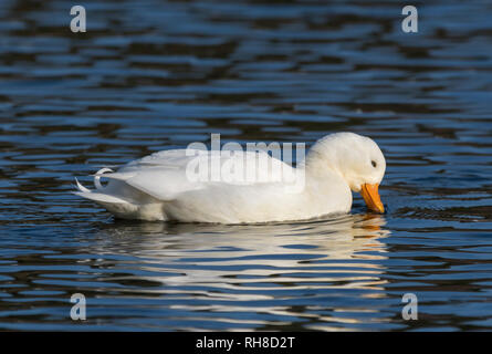 Häuslich Drake weiß Call Duck (Anas Platyrhynchos), aka Coy Ente & Decoy Ente, auf einem See im Winter in West Sussex, UK. Stockfoto