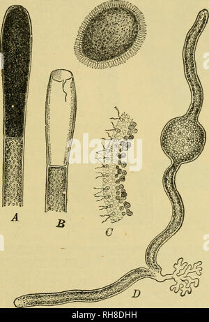 . Botanik der lebenden Pflanze. Botanik; Pflanzen. Grüne Algen 369 ihrer Filialen zusammen, wie in Codium, oder, wie in Halimeda. Durch Kitten die Äste zusammen Aber diese sind Zugeständnisse an eine im Wesentlichen schwache Konstruktion. Es ist nur möglich, es zu einer beträchtlichen Größe zu tragen, wenn Leben im Wasser, und alle größeren Formen sind Marine. Vaucheria ist eine Ausnahme: Für viele sein. Abb. 27 t. Vaucheria sessilis. A=junge sporangium. B=zoospore, mit dem Spor - angium, aus der Sie entwichen ist. C = ein Teil der peripheren Zone eines Zoo - spore. D = Eine junge Pflanze, mit rhizoids, entwickeln Stockfoto