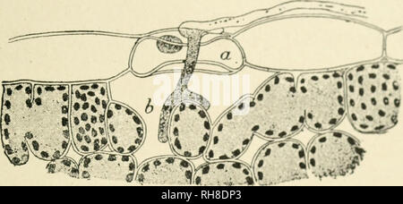 . Botanik der lebenden Pflanze. Botanik. EU-MYCETES.- (/.) Basidiomyceten445 auf der urcdo - sporcs und sporcs teloiito-Arc auf den Blättern der Arten von Carex, und der accidium - stagc auf der Brennnessel, Küche rontortf&lt; | Schwellungen auf seinem Stamm und Blätter. Damit die Kist (. f WIkmI ist aii Beispiel eines Lebens - Geschichte, die nicht selten ist. Ich iG. 3;. j. Längsschnitt durch ein Blatt von Weizen, mit einem Keim-tube eines Ur" dofore durch ein stoma (a) in den interzellularen Raum (b. Sehr stark vergrößert. (Nach Marshall Ward.) Die Abschnitte durch ein krankes Blatt von Weizen im Sommer zeigen die eine verzweigte Stockfoto