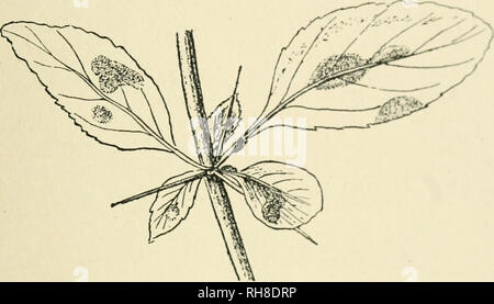 . Botanik der lebenden Pflanze. Botanik. EU-MYCETES.- (^) Basidiomyceten 443 Farbe von Rosten von Eisen. Sie sind in sucii (luantity auf öffentliche Aufmerksamkeit gefunden, und das hat den Namen zur Verfügung. Die meisten famihar Beispiel, wie es auch in wirtschaftlicher Hinsicht der wichtigste, ist der Rost von Weizen, Puccinia graminis. Im Juni und Juli die grünen Blätter der Weizen oft gesehen werden ihre Farbe zu verlieren (Abb. 375) - Gelb Patches erscheinen zwischen den Adern, und zusammen laufen in Tönen, die weicheren Mesophyll folgen. Die cpidcrnu;, platzt, und unzählige orange Sporen werden frei gesetzt, die Arc einfach wie durchgeführt Stockfoto