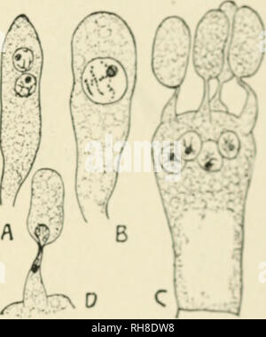 . Botanik der lebenden Pflanze. Botanik. chapti: r xxix. EU-MYCETES.- (^) BASIDIOMYCETKS. Die basidiomyceten bilden den zweiten Sub-Klasse von tlie septiert Ku-mycetes. Sie inckide Die meisten der großen Pilze, wie zum Beispiel Pilze, Kröte - Hocker, Shelf-Fungi und Puff-Halls. Diese Bogen fast alle saprophyten. Aber die Basidio - mycetes gehören auch die Rostet und Smuts, die parasitären Formen Krankheit verursachen. Einige von diesen sind die Schädlichsten Schädlinge an Getreide, wie der Rost von Weizen, oder der Ruß von Hafer. Einige Basidiomyceten beteiligen sich auch an die Bildung bestimmter Arten von Flechten. Sie sind somit Stockfoto