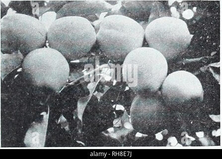 . Freigebige ridge Baumschulen: Unsere kompletten Katalog und Pflanzung guide Herbst Frühling 1959 1960. Baumschulen (Gartenbau) Kataloge Kataloge; Obst; Obstbäume Kataloge; Bäume; Blumen Kataloge Kataloge. Die LODI APPLE - Foto von Lodi Apfel am Baum in der experimentellen Obstgarten der Universität von Md. Beachten Sie Größe und einheitlichen Form. WILLIAMS' frühen ROT (3a)^/Je ^ und der größte aller earlv Äpfel, ein besserer Name für Sie ist "Big Red Apple". Das Fleisch ist weiß, saftig und leicht herb, zart und knackig. Ein sehr guter, wie transparente Bären stark von jungen Bäumen. Frühe McINTOSH W FÜHRT DIE PARADE DER Stockfoto