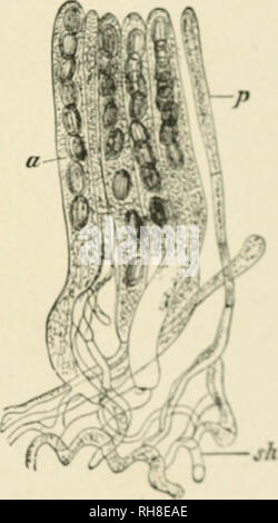 . Botanik der lebenden Pflanze. Botanik. Kapitel XWIII. EU-MYCETES.â (Â") ASCOMYCETEN. Zum Beispiel das Mil - die Pilze, die zu den Ascomyceten, das erste Unterseeboot - chLss der Septiert Eu-mycetes, sind sehr verschiedene in Gewohnheit. Viele sind Parasiten, die meist auf der Blätter und Stängel von Blütenpflanzen dews, wie Sphaerotheca. Andere sind SAP-rophytes, wie die kleinen und verbreitete Formen, Aspergillus und Penicillium. Wieder andere bilden große Fruchtkörper, wie denen von Peziza, oder die essbaren Trüffel {Knolle), oder die Morel {Morchella). Einige sind parasitäre an Tieren, wie im Fall von Cordyceps, die inv Stockfoto