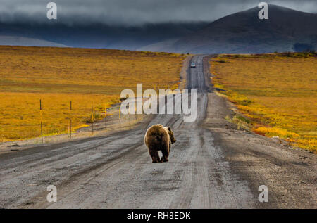 Ein Grizzly Bär zu Fuß auf einer Schotterstraße durch einen farbigen Herbst tundra Landschaft in der Nähe der kanadischen Polarkreis Stockfoto