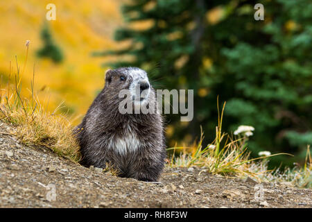 Die olympischen Murmeltier (Marmota Olympus) ist ein Nagetier im Eichhörnchen Familie Sciuridae; es tritt nur im US-Bundesstaat Washington, auf der mittleren Eleva Stockfoto