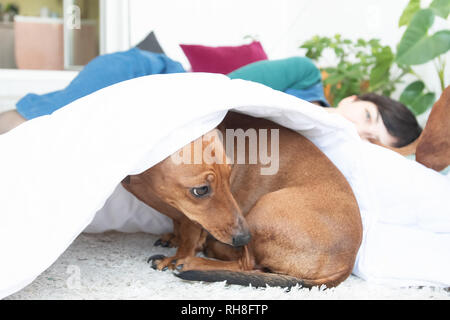 Versteckt unter weißen Dackel mit einer Frau im Hintergrund in blauem Kleid Stockfoto