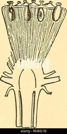 . Botanik für Schulen und Hochschulen. Botanik. Abb. 548.- Blatt, Blüte und Fruchtbildung Auffangbehälter mit Nelumbium luteum. } 4 natürliche Größe. - Von Le Balmat und Decaisne. iV. Speciosum, die nur andere Arten der Gattung, tritt im südlichen und südöstlichen Asien. Nymphcea odorata und N. tuberosa sind die bekannten weißen Seerosen der Osten der Vereinigten Staaten. X. ccerulea und iV. Lotus sind gemeinsame auf dem Nil. Victoria Regia, die Victoria Lily der Ama-zon Tal in Südamerika, ist bemerkenswert für die Größe der Blätter und Blumen; die ersteren sind peltate, kreisrund, und zwei Meter oder m Stockfoto