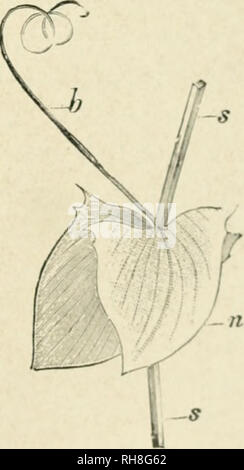 . Botanik der lebenden Pflanze. Botanik. Abb. 138. Der untere Teil einer Kartoffel, Solanum tuberosum. Die geschwollene knötchenförmige Stängel tragen correlatively Small Scale-Blätter. (Nach Baillon, von Strasburger.) Nebenblätter, die zu großen foHar Erweiterungen, während die Lamina selbst ist linear (Abb. 139). In diesen Fällen, die in - definitiv, extra Entwicklung eines Teils multipliziert wird begleitet durch die korrelative Reduzierung der anderen^ im Vergleich mit normalen Beispiele. Aber es gibt keine exakte numerische Verhältnis, das auf die Proportionen gesetzt werden können. Schlagen Sie im Allgemeinen eher als mit jedem Ex Stockfoto