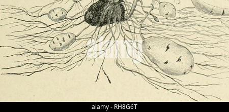 . Botanik der lebenden Pflanze. Botanik. ^ y A I K Abb. 138. Der untere Teil einer Kartoffel, Solanum tuberosum. Die geschwollene knötchenförmige Stängel tragen correlatively Small Scale-Blätter. (Nach Baillon, von Strasburger.) Nebenblätter, die zu großen foHar Erweiterungen, während die Lamina selbst ist linear (Abb. 139). In diesen Fällen, die in - definitiv, extra Entwicklung eines Teils multipliziert wird begleitet durch die korrelative Reduzierung der anderen^ im Vergleich mit normalen Beispiele. Aber es gibt keine exakte numerische Verhältnis, das auf die Proportionen gesetzt werden können. Schlagen Sie im Allgemeinen eher als w Stockfoto