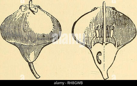 . Botanik für Schulen und Hochschulen. Botanik. GAMPANALES. 511 Illustrationen von Vaccinium Myb-TILLUS. Monotropa uniflora, indische Pfeife, ist gemeinsame tliroughout fast alle Nordamerika, erscheint es Saprophytische zu sein. Sarcodes sanguinea ist der interessante Schnee Pflanze, die in den Sierra Nevada Bergen in Kalifornien schießt sein Fleisch - rote Stiele und Blüten im zeitigen Frühjahr, kurz nach der Schnee schmilzt. Sub-Order Vacciniece, - Strauchigen Pflanzen, vor allem aus dem Norden - ern Hemisphäre. Arten, 320. Die dicken anhaftenden Kelch - Rohr der Blume wird oft fleischig und genießbare Obst. (Abbn. 440-41.) Oaylussa Stockfoto