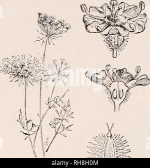 . Botanik für landwirtschaftliche Studenten. Pflanzen. 488 ANGIOSPERMEN Petersilie (umbelliferae). - Die Petersilie Familie umfasst etwa 1300 Arten. Die kleine epigynous Blüten stehen in Dolden, - Woher kommt der Name der Familie {Abb. 436). Die Staubgefäße und Teile der Kelch und Krone sind fünf. Der Stempel besteht aus zwei sich teilweise united Samenkapseln, die in den Obst trennen. Karotten, Pastinaken, Sellerie und Fenchel sind Mitglieder dieser Familie. In dieser Familie sind auch einige schlechte Unkraut. Das gift Hemlock {Conium maculatum) und Wasser Hemlock (Cituta maculata) sind zwei sehr giftige Pflanzen, die oft g Stockfoto