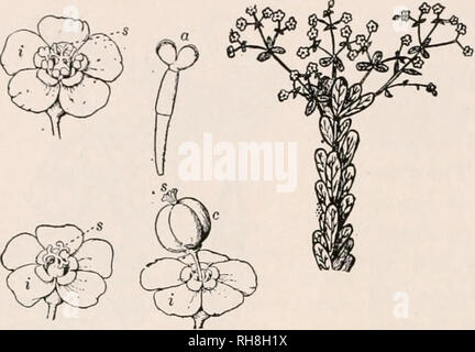 . Botanik für landwirtschaftliche Studenten. Pflanzen. 486 ANGIOSPERMEN Wolfsmilch Familie {Euphorbiaceae). - Die wolfsmilch Familie beinhaltet viele Arten, von denen viele tropische sind. Die Blüten sind meist klein, hypogynous und Eingeschlechtlich. Die blütenhülle ist in der Regel einfach und manchmal nicht vorhanden. Die staubblätter reichen von 1-zu-viele, und der Stempel besteht aus drei Fruchtblätter (Abb. 433). Die Pflanzen enthalten in der Regel einen milchigen Saft, der in vielen Arten giftig ist. Einige von ihnen sind allgemein, in der Regel wächst Unkraut in Gärten und Lkw-Patches niederzuwerfen.. Abb. 433. - Blumen und Früchte des Blühens Wolfsmilch {Eupho Stockfoto