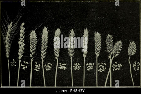 . Botanik für Schulen. Botanik. Wirtschaftliche ODER NÜTZLICHE PFLANZEN 393, Rasen Gräser, für die Weide und für Heu. Die Red Top ist oft für Weide gewachsen, während Timothy weithin für Heu angebaut wird, und die Kentucky Blue Grass oder Juni Gras ist wertvoll für die rasenflächen sowie für Weide und Heu. 555. Getreide, oder Körner. - Thj Getreide, oder Körner, sind Gräser, die vor allem für die Nahrungsmittel, die in dem Samen Obst oder Getreide angebaut werden, obwohl das Stroh oft auch ausgezeichnete Futter für Lager und ist für eine Vielzahl anderer Zwecke verwendet. Der Chief Getreide Weizen, Roggen, Hafer, Gerste, Reis, Korn oder Mais. 556. Stockfoto