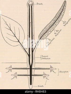 . Botanik; Grundsätze und Probleme. Botanik. 132 Botanik: GRUNDSÄTZE UND PROBLEME zu einem bestimmten Punkt, Sie vergiftet das Hefe Pflanze und Gärung aufhört. Die Atmung der anderen minute Pflanzen kann auch über die alkoholische Gärung zu bringen, und noch andere fermentationen produzieren. ^^^)&gt; AbsorpHon Wachstum Abb. 68.- wichtige Strukturen und Funktionen der Anlage. Schematische Darstellung der Wurzeln, Stengel, Blätter und Knospen und ihre Funktionen. Holz schwarz, Bast punktiert, Mark und Rinde weiß. Pfeile zeigen Bewegung des Mate-rials in die Anlage, entlang der Stammzellen, und aus den Blättern. Ein Blatt Stockfoto